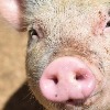 AVEDILA - Jornada sobre &uacute;ltimos avances en peste porcina africana