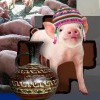Jornada Internacional de Conferencias en Producci&oacute;n Porcino