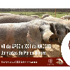 VII da APEZ e XXII da ANCSUB Jornadas do Porco B&iacute;saro