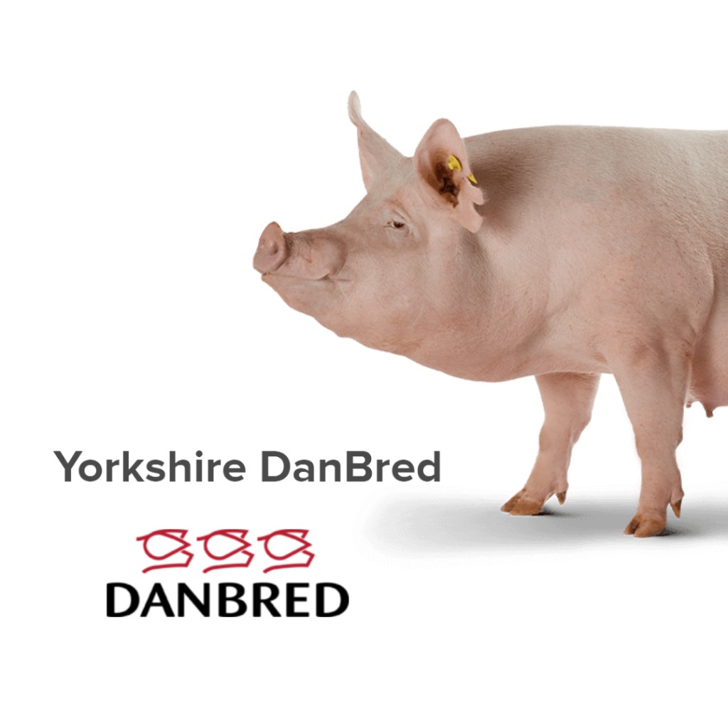 DanBred Yorkshire