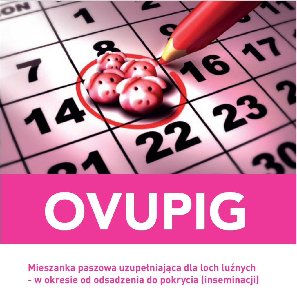 Ovupig