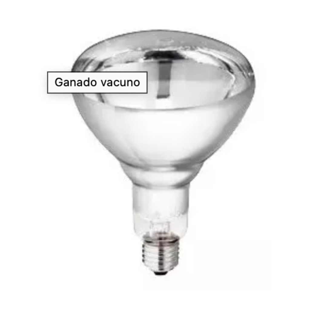Żarówka grzewcza Philips czerwona 150 W HG 10 szt