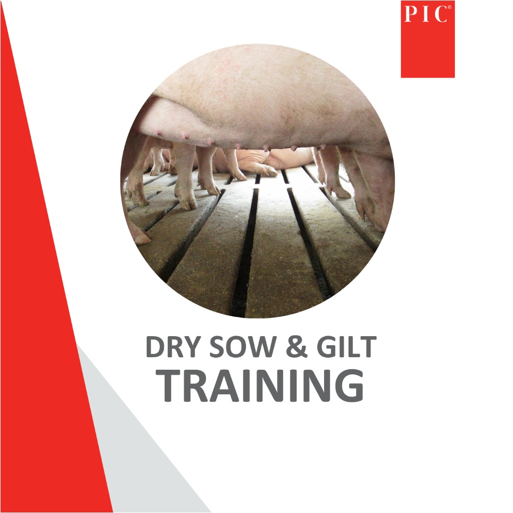 ONLINE Dry sow and Gilt Training - 1 April 2026